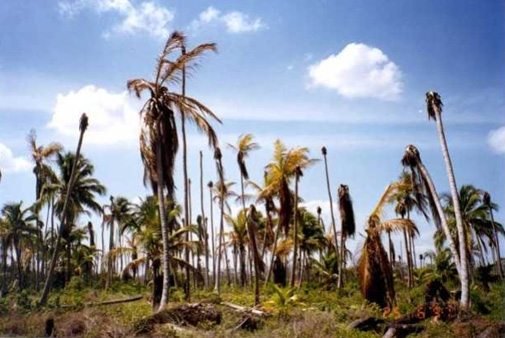 Palmar Afectado