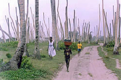 Palmar en Honduras